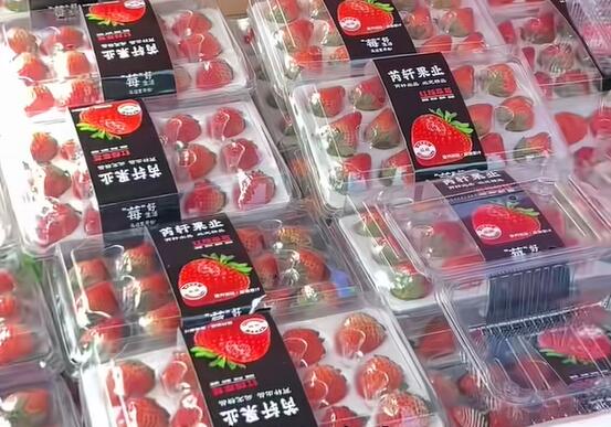 黄阁镇丹东草莓